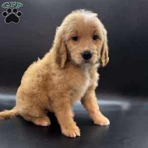 Tank, Mini Goldendoodle Puppy